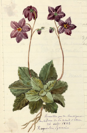 Ramondia, recueillie par Houbigant