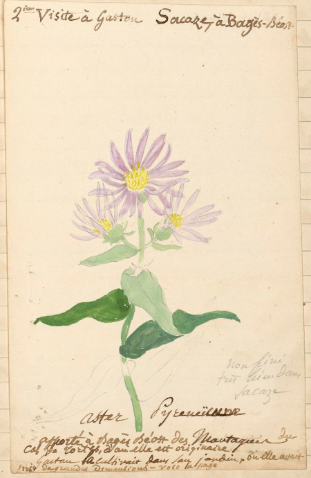 Aster des Pyrénées. Tome 1, page 244
